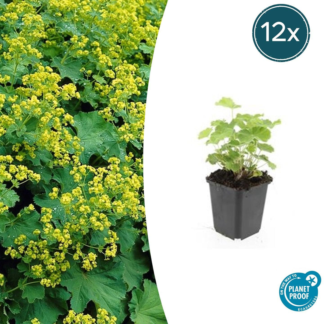 Alchemilla Mollis - 20cm - Zimmerpflanze kaufen
