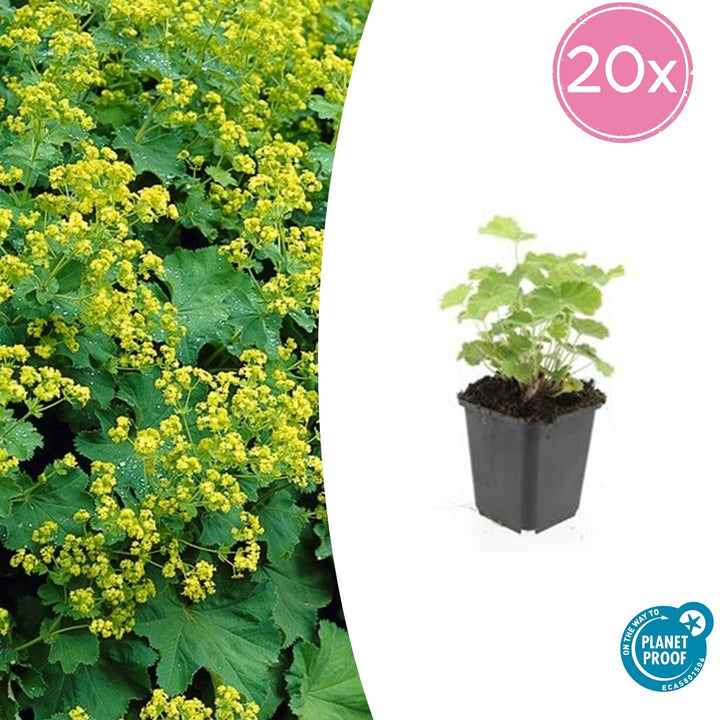 Alchemilla Mollis - 20cm - Zimmerpflanze kaufen