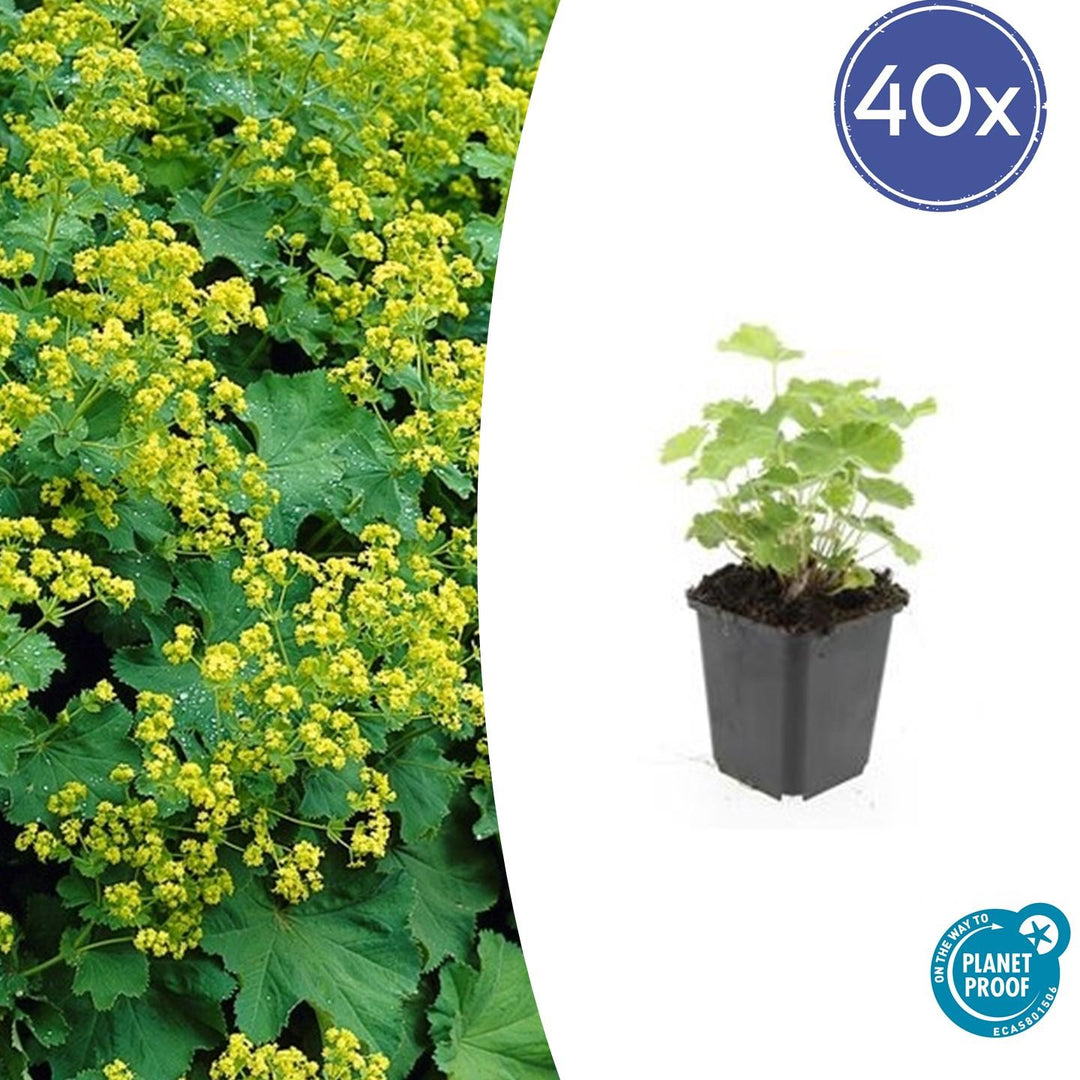 Alchemilla Mollis - 20cm - Zimmerpflanze kaufen