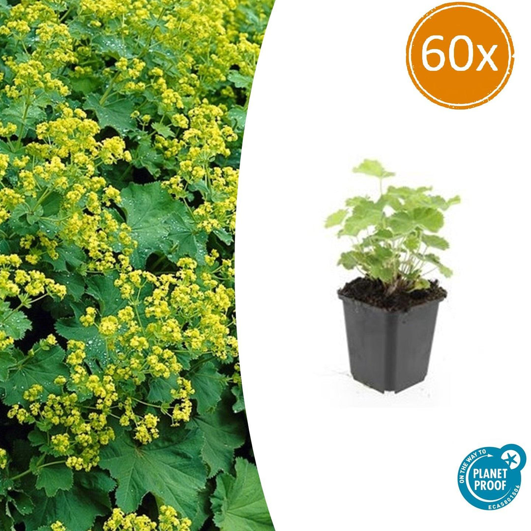 Alchemilla Mollis - 20cm - Zimmerpflanze kaufen
