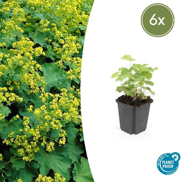 Alchemilla Mollis - 20cm - Zimmerpflanze kaufen