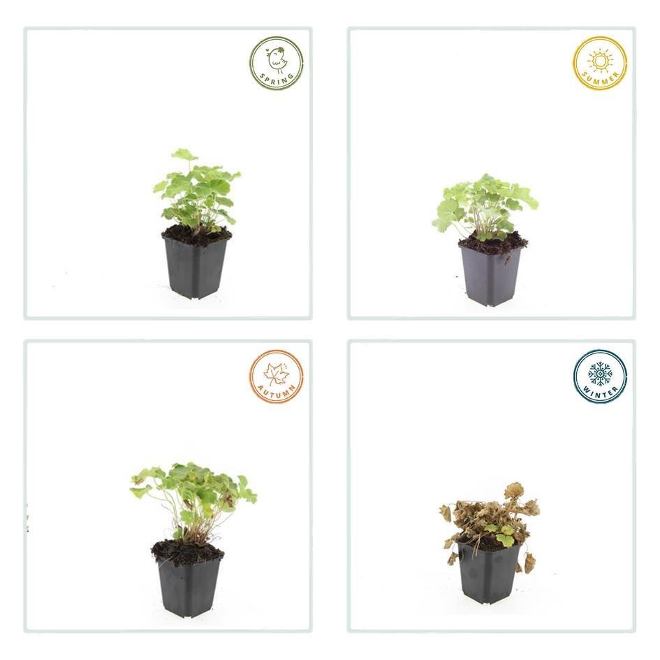 Alchemilla Mollis - 20cm - Zimmerpflanze kaufen