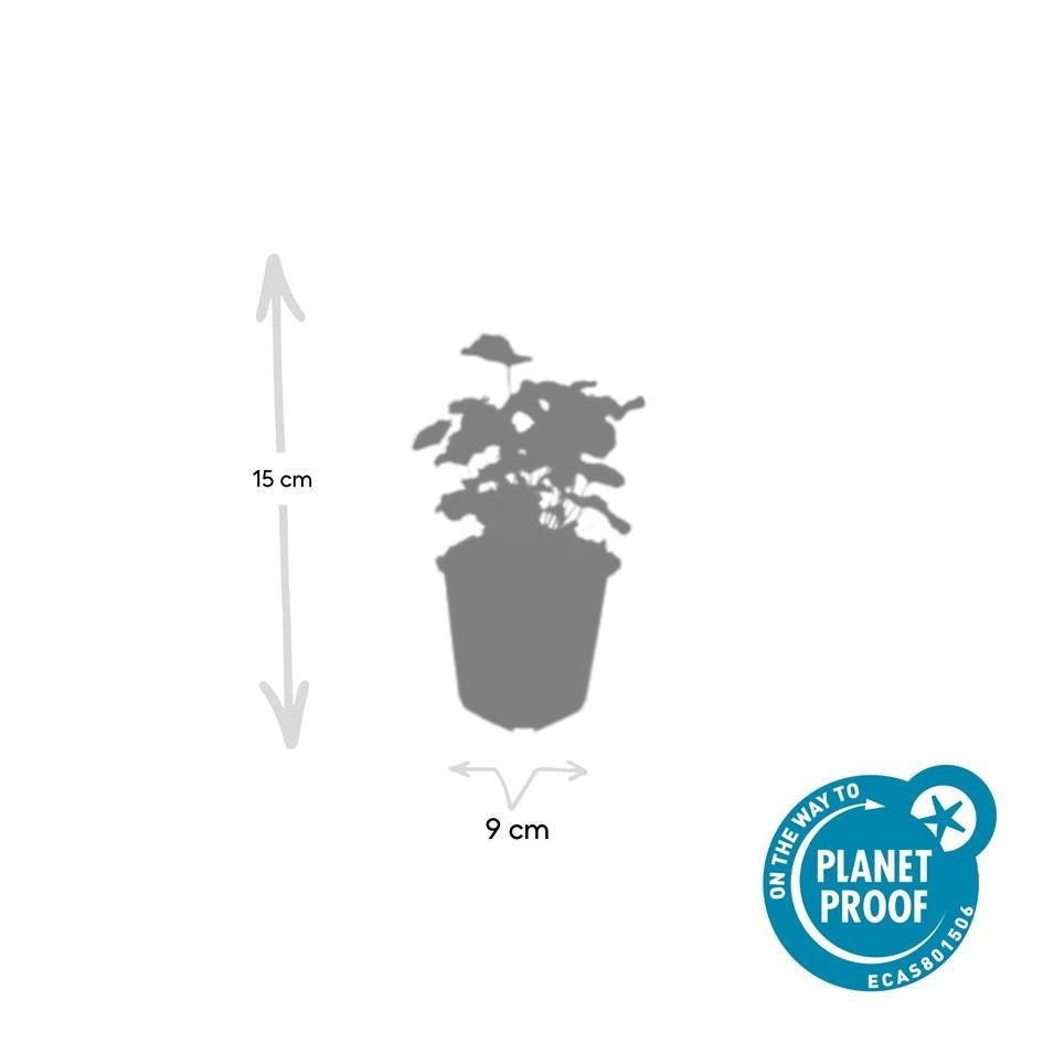 Alchemilla Mollis - 20cm - Zimmerpflanze kaufen
