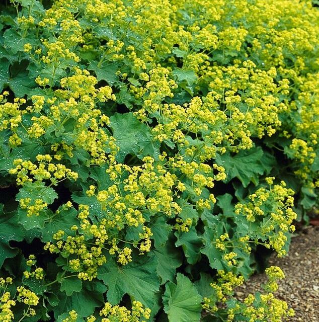 Alchemilla Mollis - 20cm - Zimmerpflanze kaufen