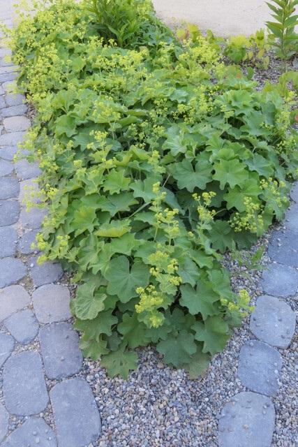Alchemilla Mollis - 20cm - Zimmerpflanze kaufen