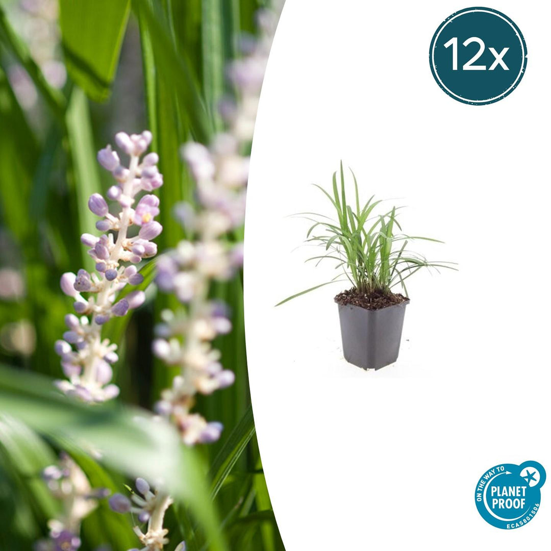 Liriope Muscari 'Moneymaker' - 20cm - Zimmerpflanze kaufen