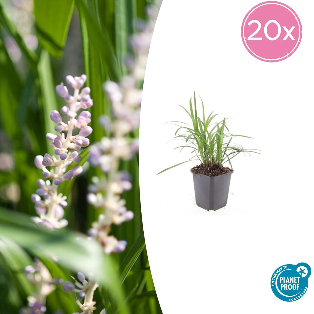 Liriope Muscari 'Moneymaker' - 20cm - Zimmerpflanze kaufen