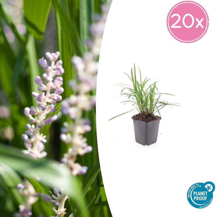 Liriope Muscari 'Moneymaker' - 20cm - Zimmerpflanze kaufen