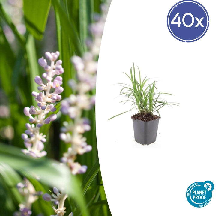 Liriope Muscari 'Moneymaker' - 20cm - Zimmerpflanze kaufen