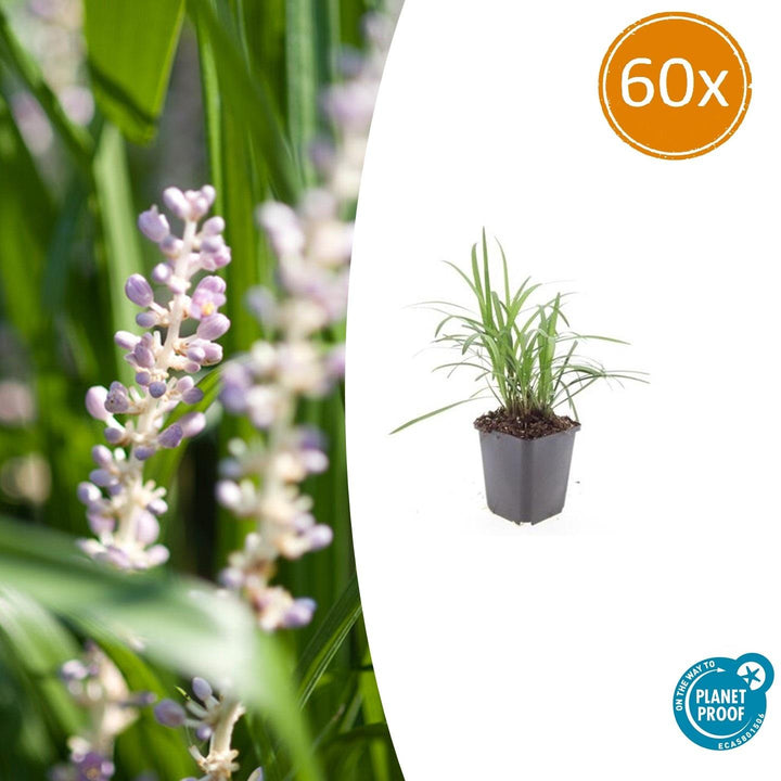 Liriope Muscari 'Moneymaker' - 20cm - Zimmerpflanze kaufen