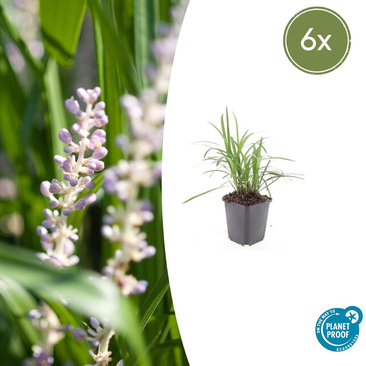Liriope Muscari 'Moneymaker' - 20cm - Zimmerpflanze kaufen