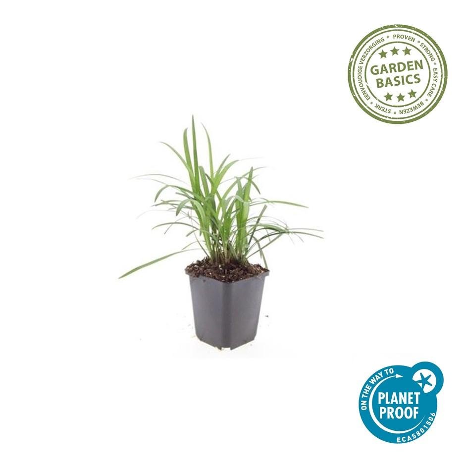 Liriope Muscari 'Moneymaker' - 20cm - Zimmerpflanze kaufen