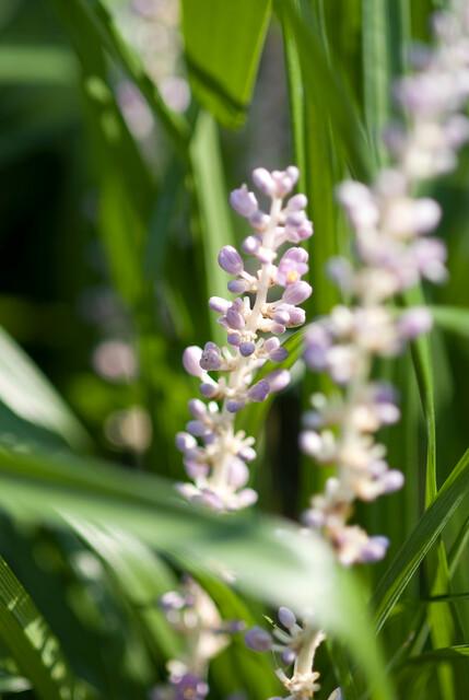 Liriope Muscari 'Moneymaker' - 20cm - Zimmerpflanze kaufen