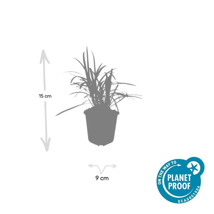 Liriope Muscari 'Moneymaker' - 20cm - Zimmerpflanze kaufen