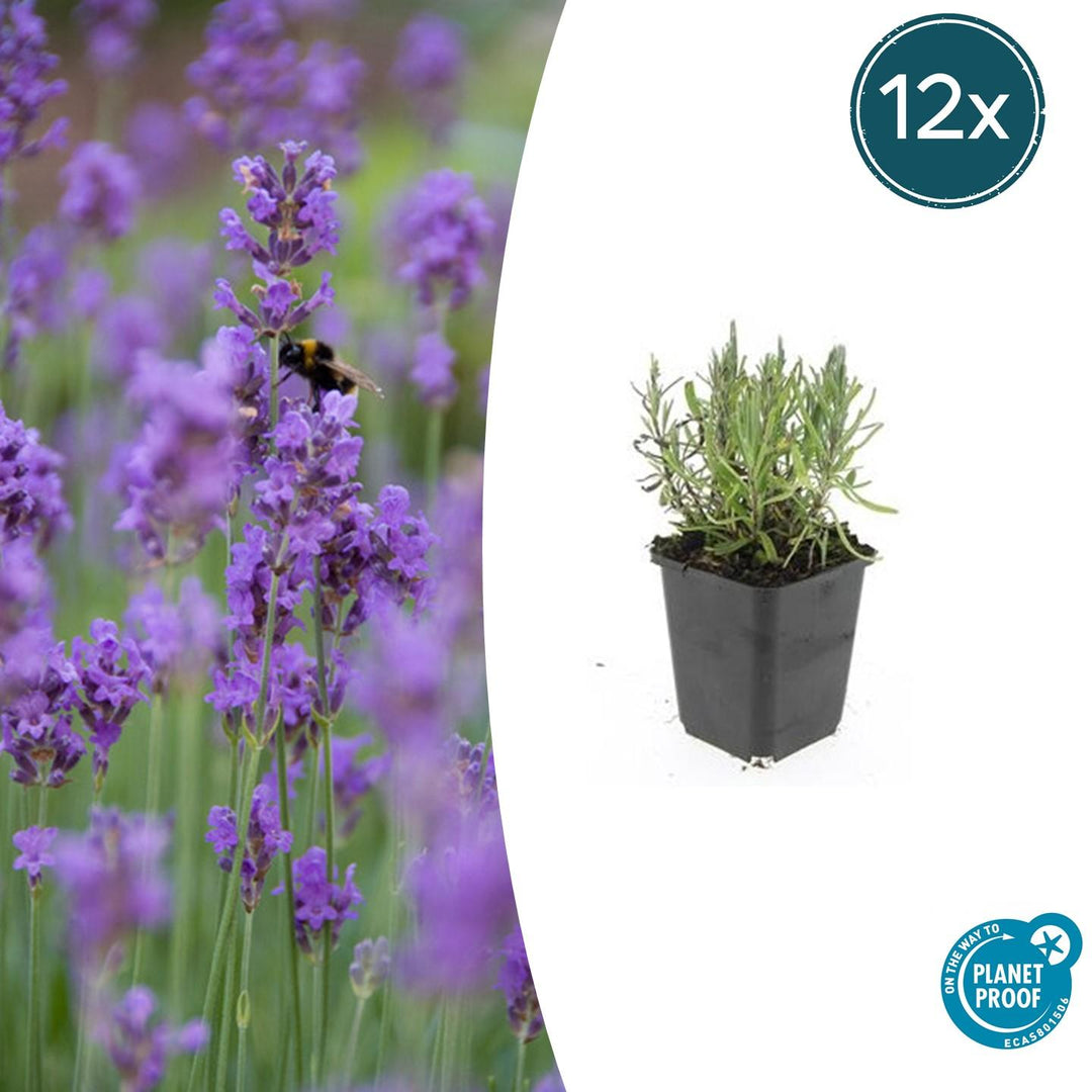 Lavandula ang 'Munstead' - 20cm - Lavendel