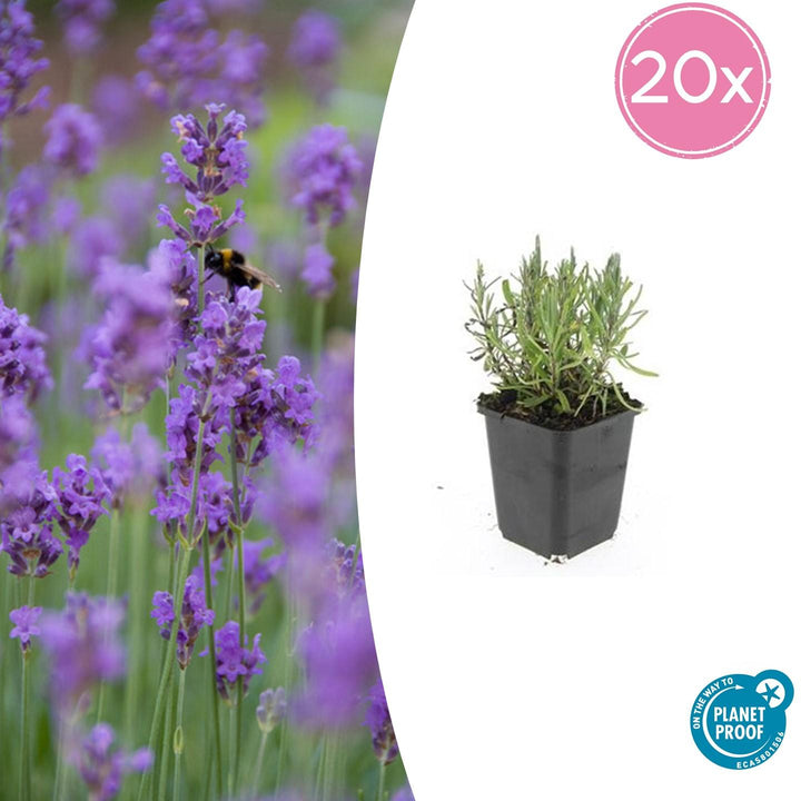 Lavandula ang 'Munstead' - 20cm - Lavendel