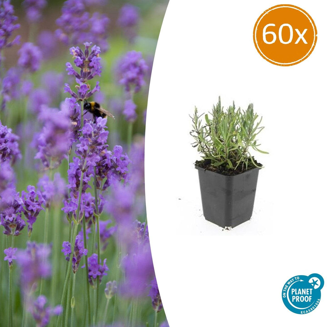 Lavandula ang 'Munstead' - 20cm - Lavendel