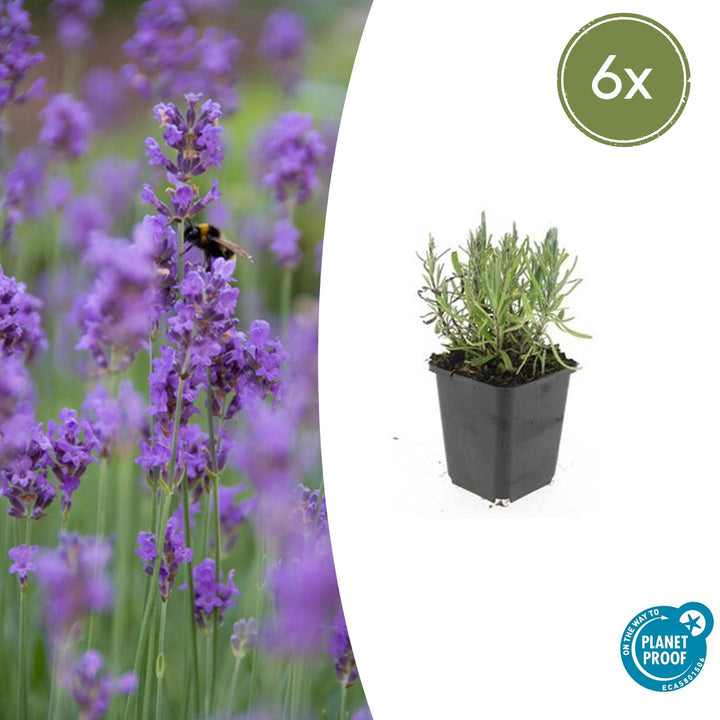 Lavandula ang 'Munstead' - 20cm - Lavendel