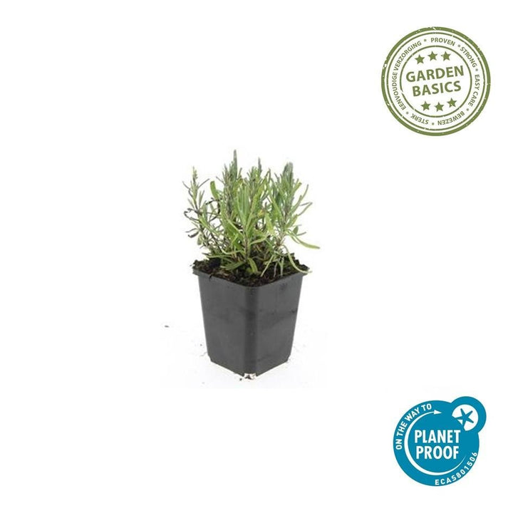 Lavandula ang 'Munstead' - 20cm - Lavendel
