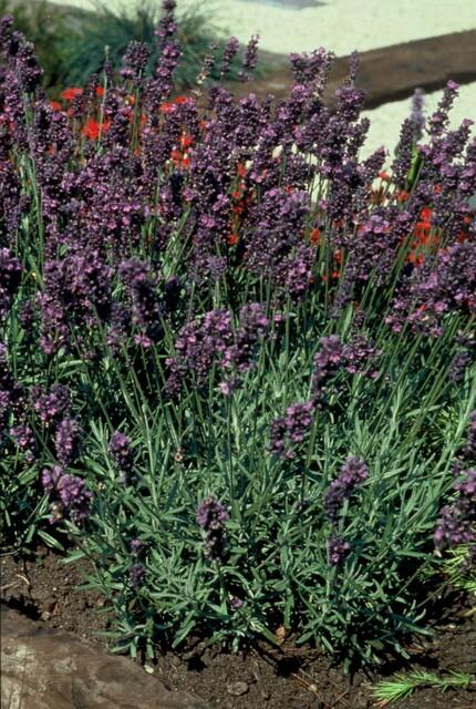 Lavandula ang 'Munstead' - 20cm - Lavendel