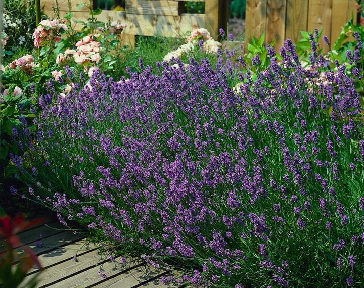 Lavandula ang 'Munstead' - 20cm - Lavendel