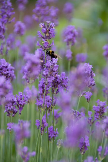 Lavandula ang 'Munstead' - 20cm - Lavendel