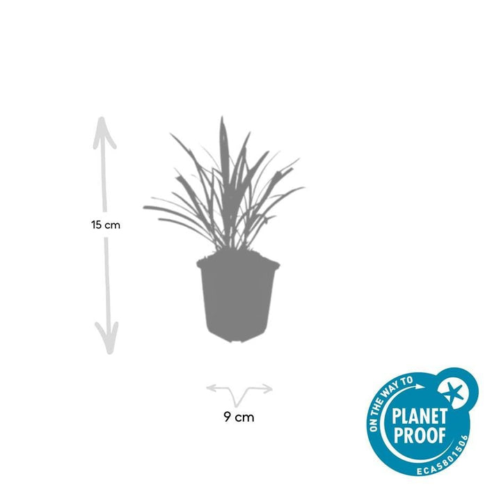 Liriope Muscari 'Ingwersen' - 20cm - Zimmerpflanze Kaufen