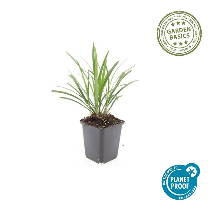 Liriope Muscari 'Ingwersen' - 20cm - Zimmerpflanze Kaufen