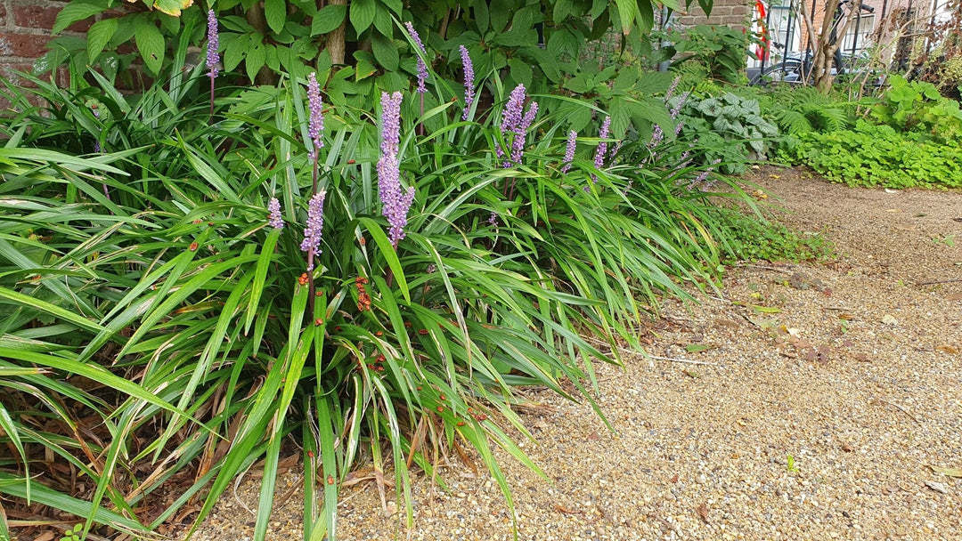 Liriope Muscari 'Ingwersen' - 20cm - Zimmerpflanze Kaufen