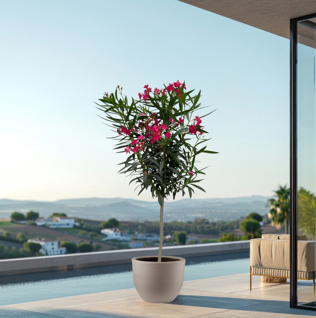 Nerium Oleander Hochstamm - 200cm / Stammumfang 15cm | Kaufen