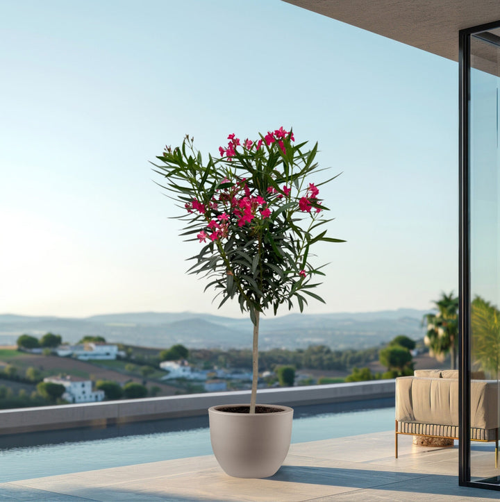 Nerium Oleander Hochstamm - 200cm / Stammumfang 15cm | Kaufen