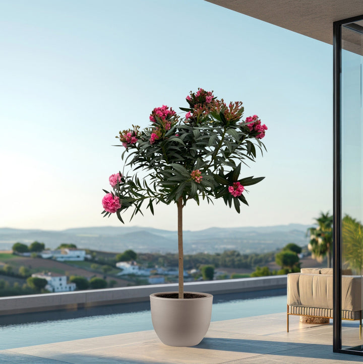 Nerium Oleander Hochstamm - 200cm / Stammumfang 15cm | Kaufen