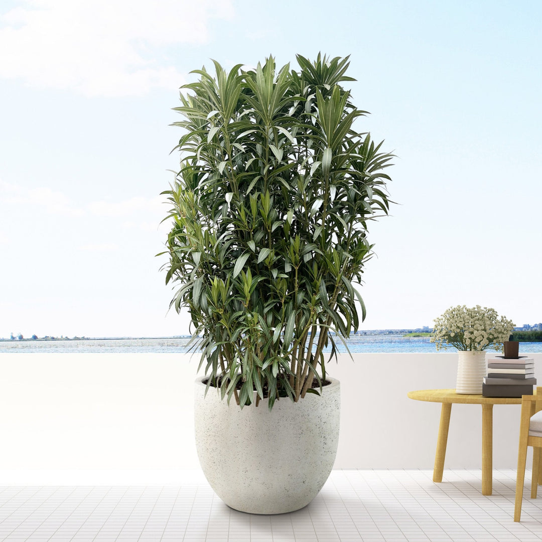 Oleander-Strauch - 210cm - Zimmerpflanze kaufen