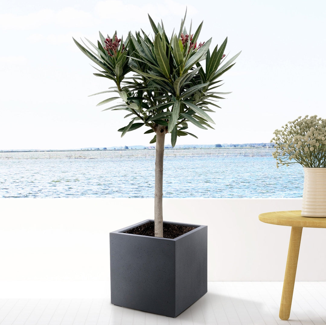 Nerium Oleander als Hochstamm - 140cm - Zimmerpflanze Kaufen