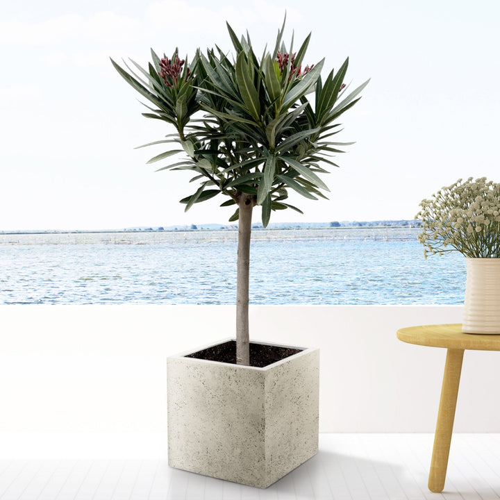 Nerium Oleander als Hochstamm - 140cm - Zimmerpflanze Kaufen