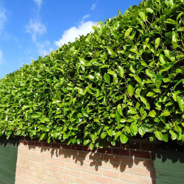 Großer Kirschlorbeer für 10 Meter Hecke – 130 cm