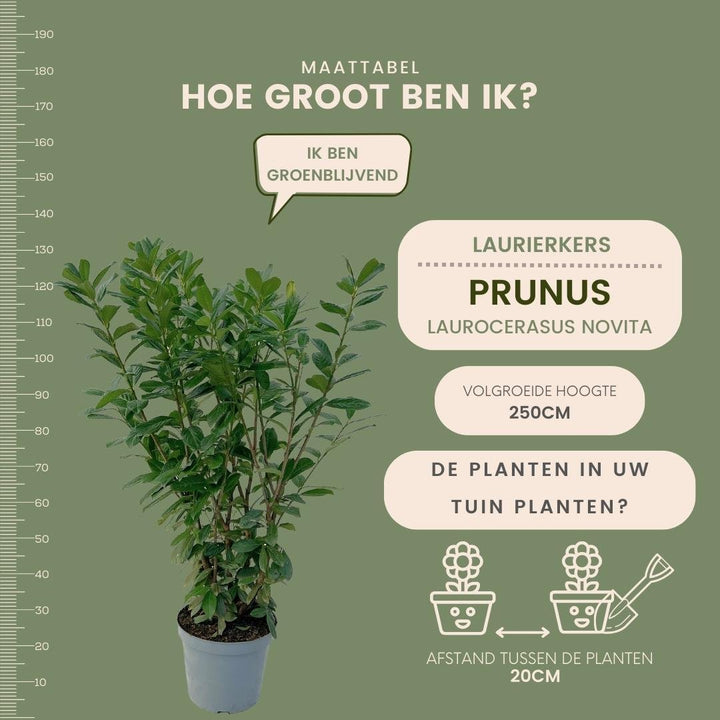 Großer Kirschlorbeer für 10 Meter Hecke – 130 cm