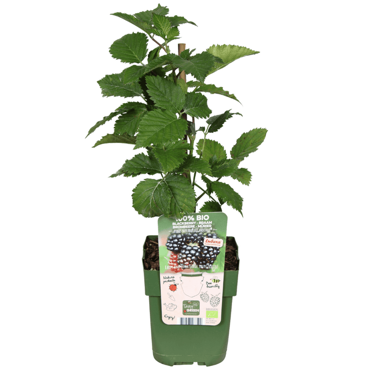 Kombi-Angebot - Fruchtoase (5x Bio-Obstpflanzen-Mix) - 25cm