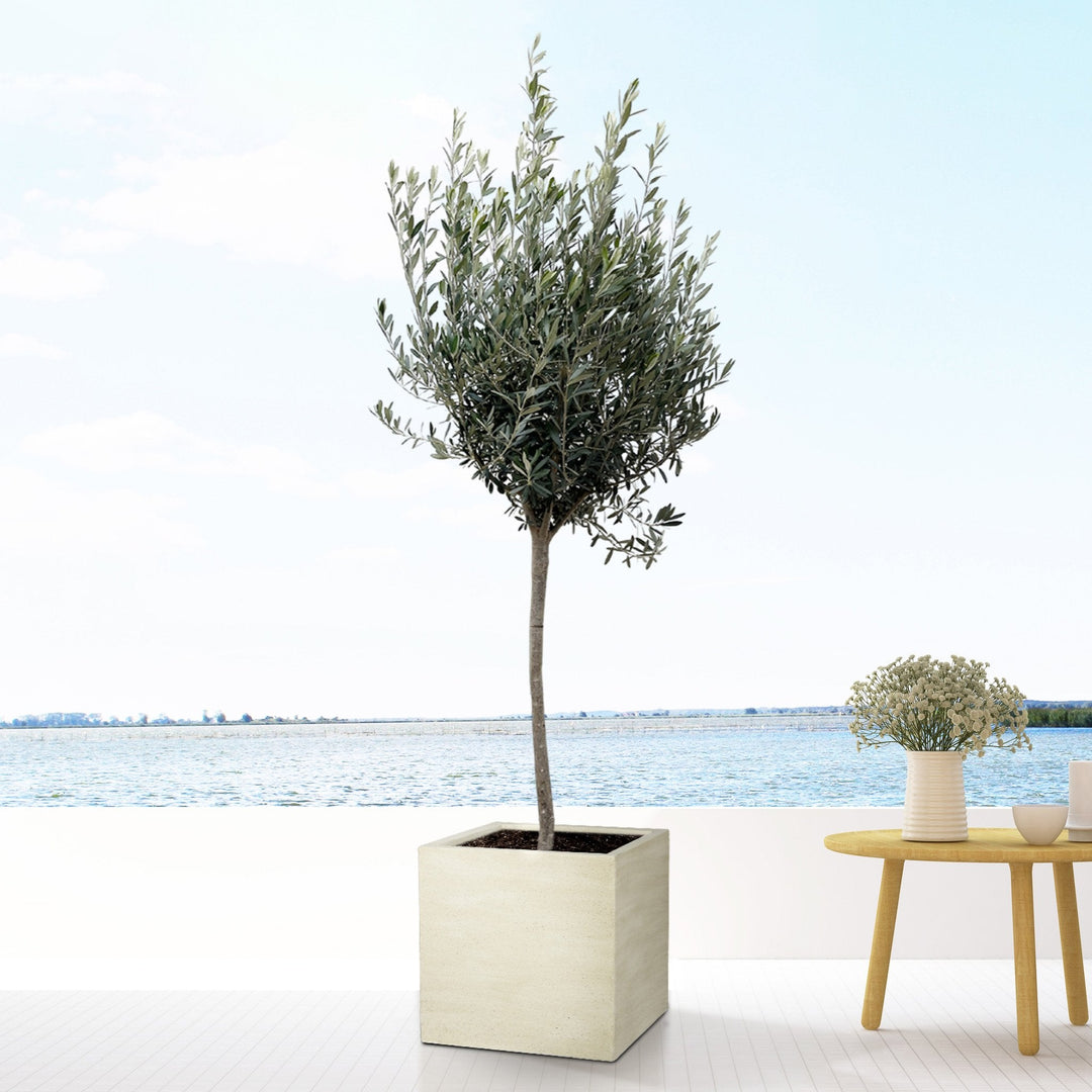 Olea Europaea auf Stamm – 160cm – Zimmerpflanze kaufen