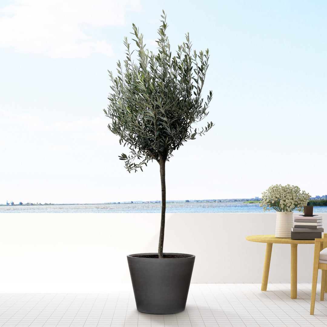 Olea Europaea auf Stamm – 160cm – Zimmerpflanze kaufen