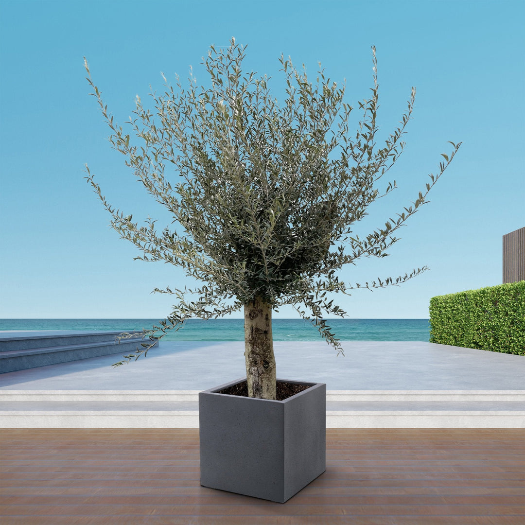 Olivenbaum Olea Europaea Lorc verzweigt XXL - 225cm / Stammumfang 45-55cm