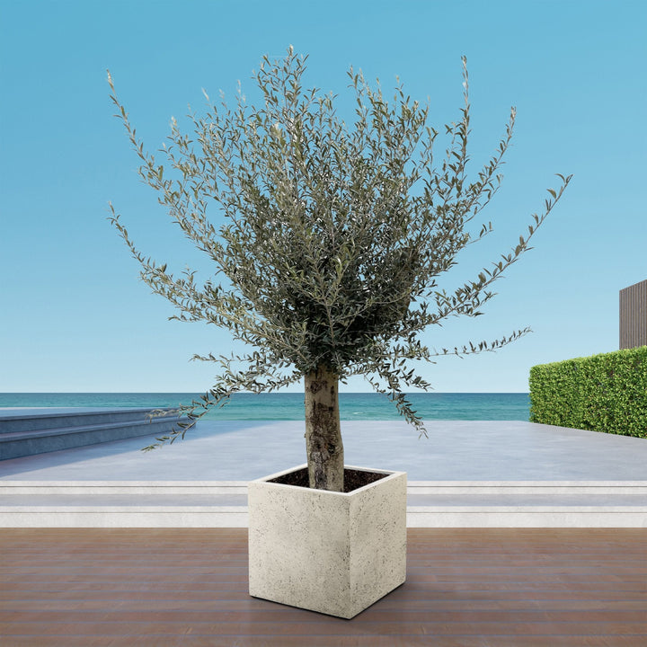 Olivenbaum Olea Europaea Lorc verzweigt XXL - 225cm / Stammumfang 45-55cm