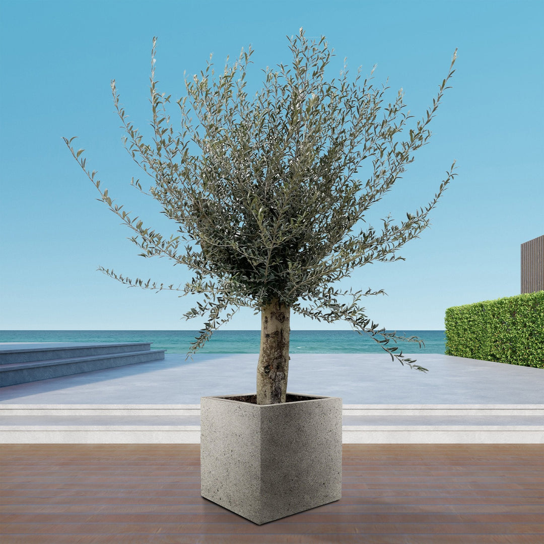 Olivenbaum Olea Europaea Lorc verzweigt XXL - 225cm / Stammumfang 45-55cm