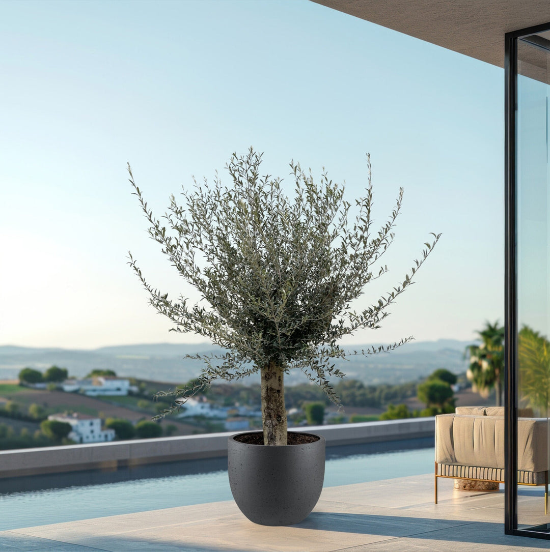 Olivenbaum Olea Europaea Lorc verzweigt XXL - 225cm / Stammumfang 45-55cm