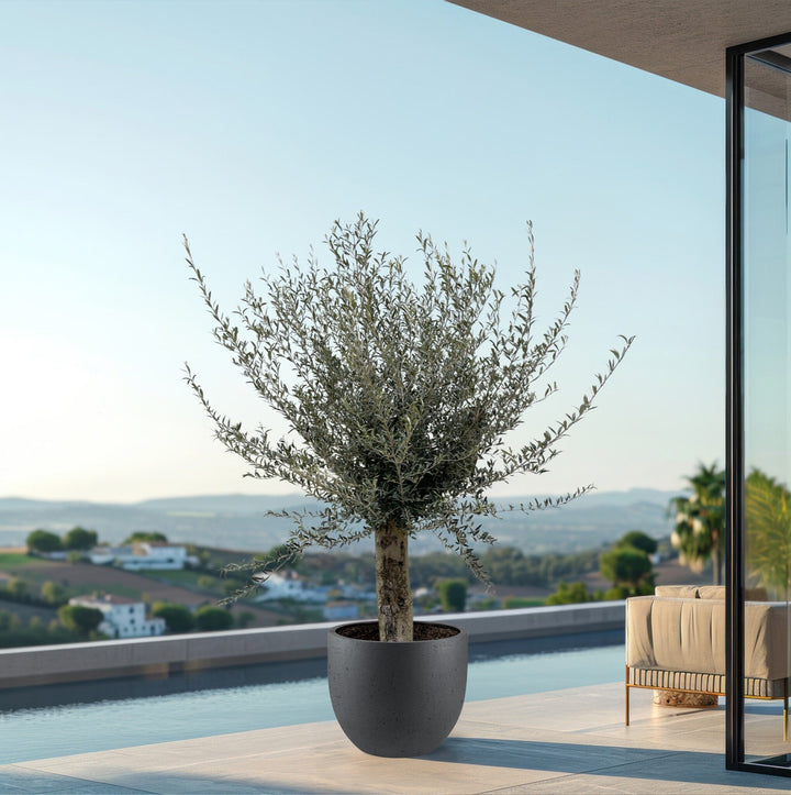 Olivenbaum Olea Europaea Lorc verzweigt XXL - 225cm / Stammumfang 45-55cm