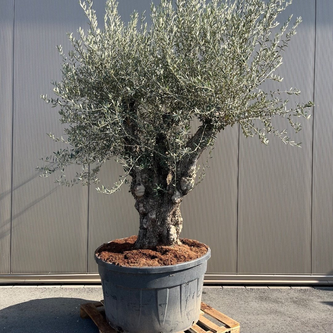 Olivenbaum Olea Europaea Bonsai XXXXL - 300 cm - Bonsaiwerkzeug