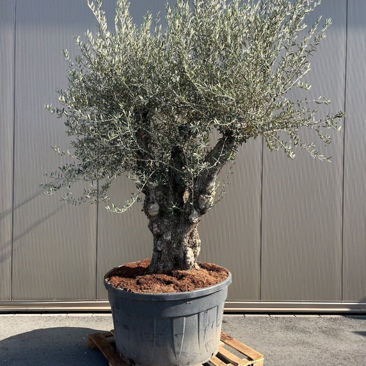 Olivenbaum Olea Europaea Bonsai XXXXL - 300 cm - Bonsaiwerkzeug