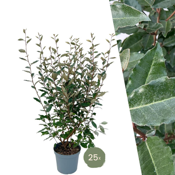 25x Ölweidenpflanzen für 10 Meter Hecke - 125cm