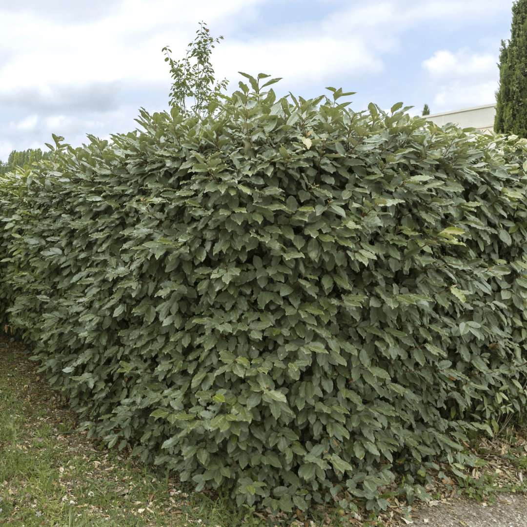 25x Ölweidenpflanzen für 10 Meter Hecke - 125cm