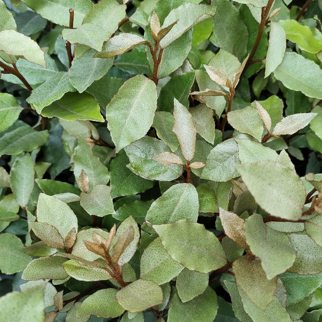 25x Ölweidenpflanzen für 10 Meter Hecke - 125cm
